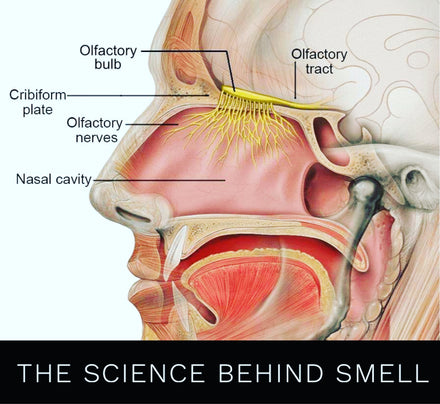 The science behind smell